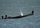 Dalmatian Pelican Pelecanus crispus with cormorants in Serbia Marko Sciban